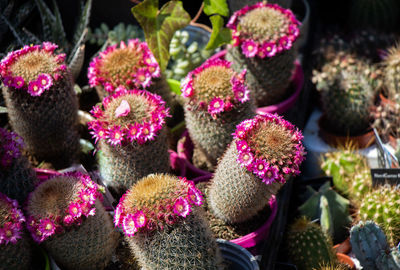 Close-up of purple flowering plants