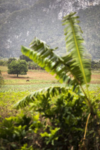 Close-up of crop growing on field