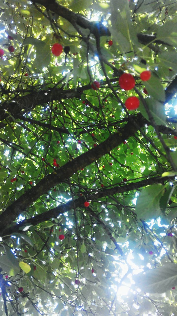 tree, low angle view, branch, growth, fruit, hanging, leaf, nature, green color, red, beauty in nature, food and drink, day, outdoors, tranquility, sunlight, no people, sky, freshness, food