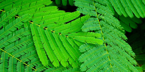 Full frame shot of fern leaves