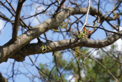 Low angle view of bird perching on tree against sky