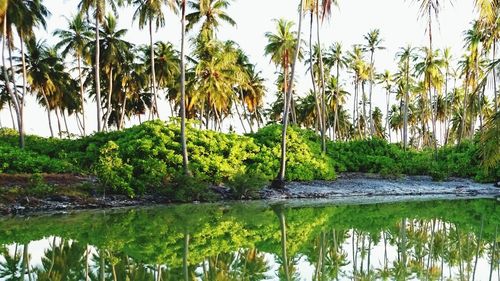 View of palm trees on landscape