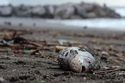 Dead fish at beach