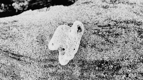 Close-up of crab on sand