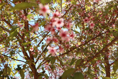 Low angle view of pink cherry blossoms in spring