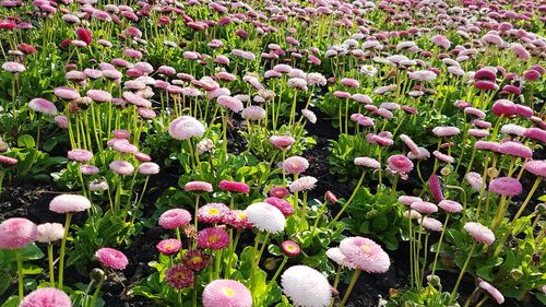 Full frame shot of pink flowers blooming in field