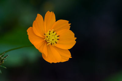 Close-up of orange cosmos flower