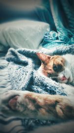 Close-up portrait of cat lying on bed