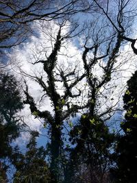 Low angle view of trees in forest