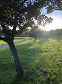 Trees on field against sky