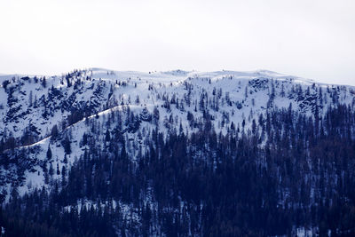 Panoramic view of pine trees on snowcapped mountain against sky