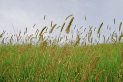 View of stalks in field against sky