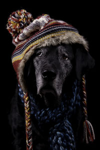 Black dog wearing winter hat and scarf 