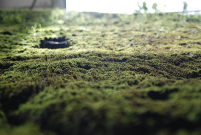 Close-up of grass on field