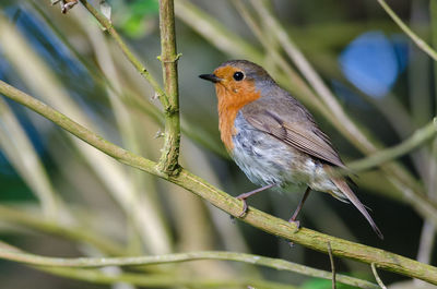 Close-up of bird perching on branch