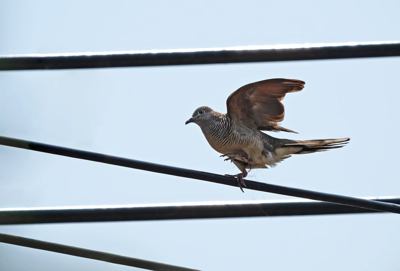 LOW ANGLE VIEW OF BIRD PERCHING ON METAL AGAINST SKY