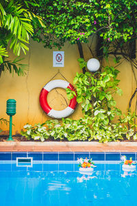 Potted plants by swimming pool