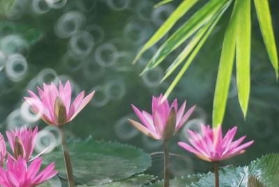 Close-up of pink water lilies blooming in pond