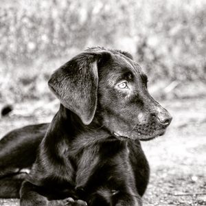 Close-up of dog looking away