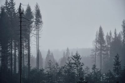 Pine trees in forest against sky