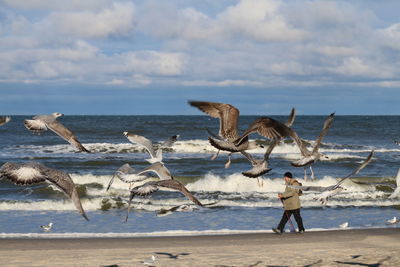 Seagulls flying over beach against sky