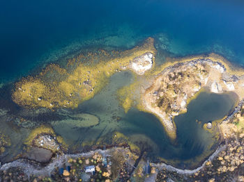 High angle view of turtle in sea