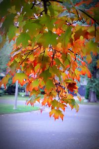 Close-up of maple tree