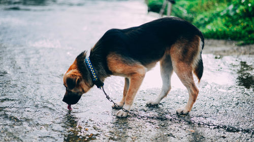 Close-up of dog in water