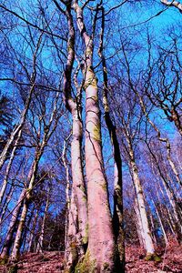 Low angle view of bare trees in forest