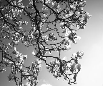 Low angle view of bare tree against sky