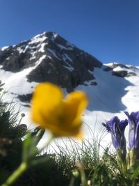 Close-up of yellow flower blooming on field against clear sky