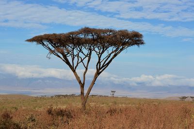 Tree on field against sky