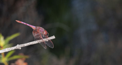 Close-up of dragonfly on leaf