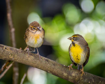 Close-up of birds perching on branch