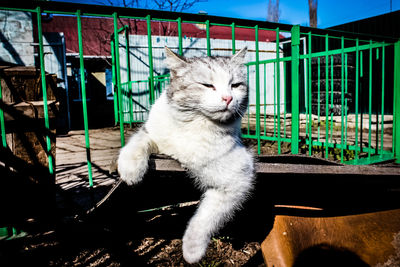 Portrait of cat in cage