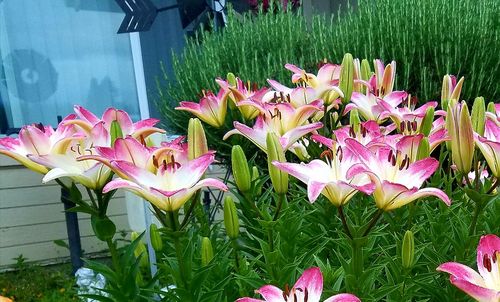 Close-up of pink lotus blooming outdoors