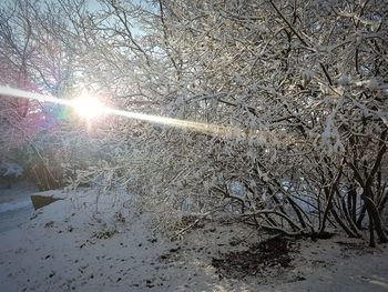 View of frozen bare tree during winter