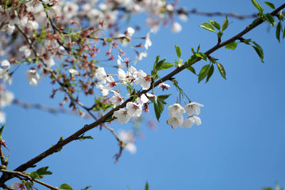 Low angle view of cherry blossoms in spring against sky