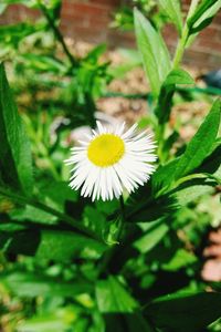 Close-up of white flowers