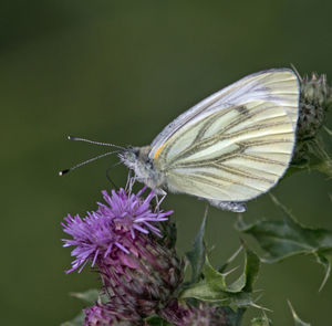 Close-up of butterfly pollinating on purple flower