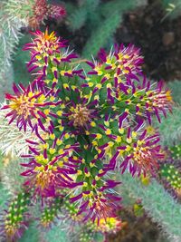 Close-up of flowers blooming outdoors