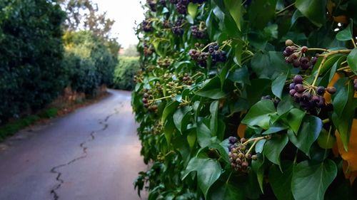 Close-up of plants growing on tree