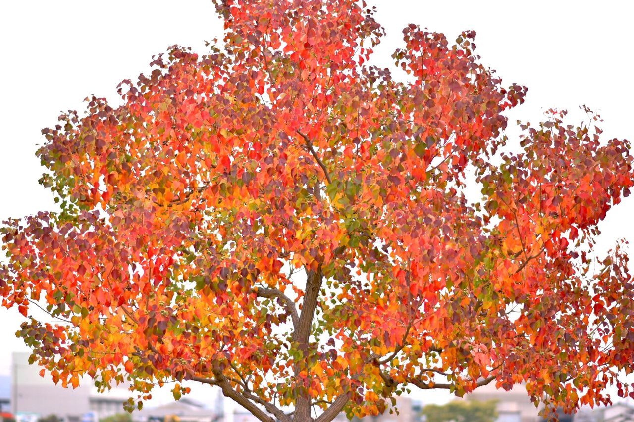 tree, autumn, change, season, low angle view, branch, growth, clear sky, beauty in nature, orange color, nature, leaf, red, sky, day, tranquility, maple tree, flower, outdoors, freshness