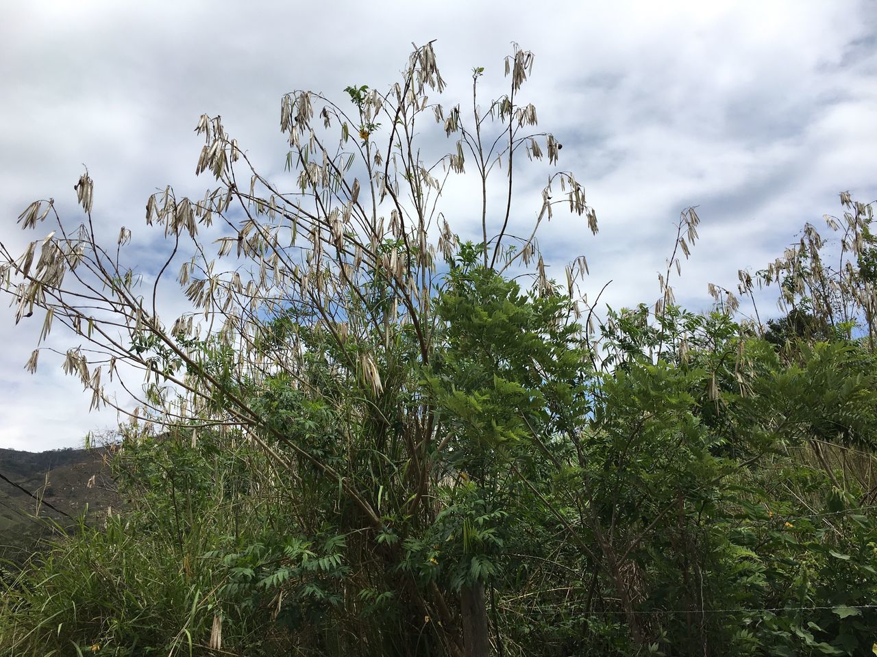 LOW ANGLE VIEW OF TREES AGAINST SKY