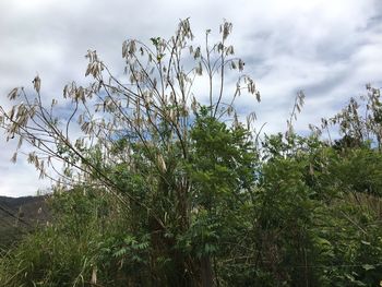 Low angle view of fresh green tree against sky