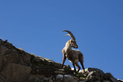 Low angle view of animal on rock against clear blue sky