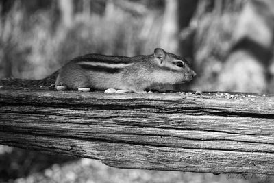 Close-up of squirrel on wood