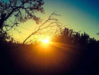 Sun shining through trees