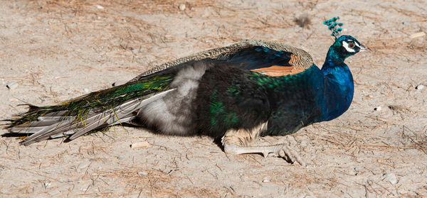 Wild colorful peacocks, little kittens in peacock forest plaka on kos greece