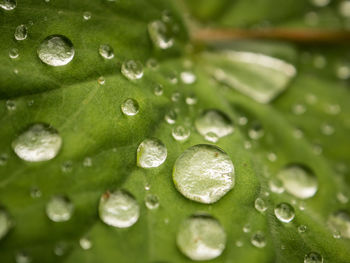 Close-up of water drops on leaf